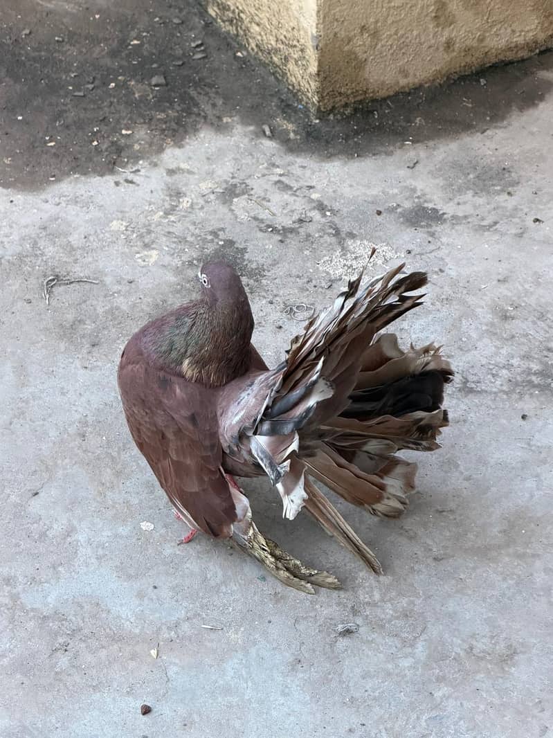 fantail 3