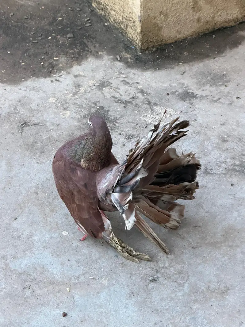 fantail — photo 4