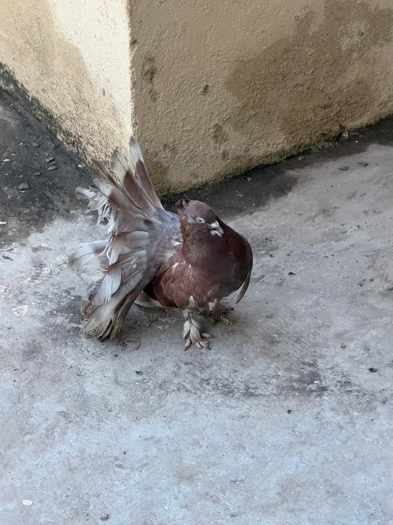 fantail — photo 8