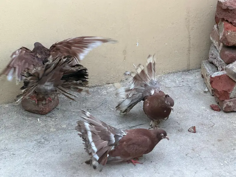 fantail — photo 9