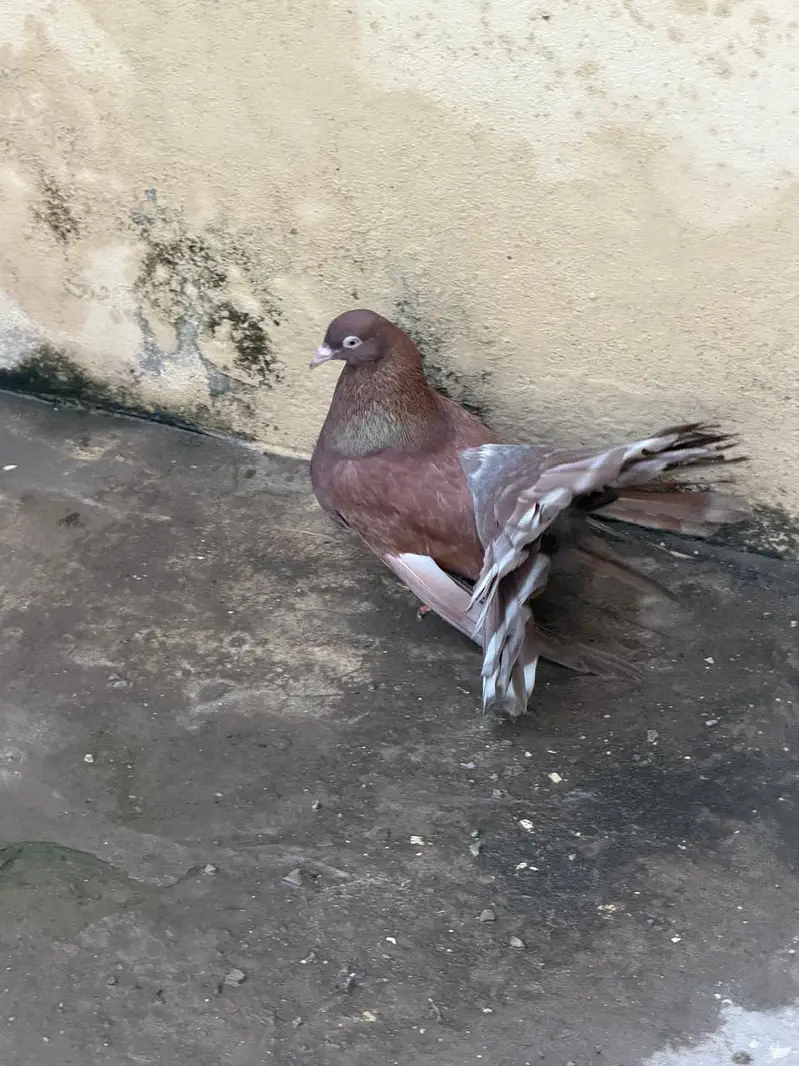 fantail — photo 11