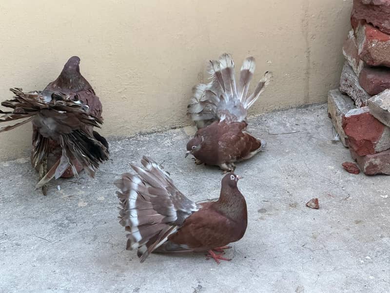 fantail 19
