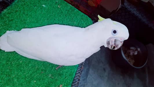 Triton cacatoo chicks available Age 4 manth  or 2 manth