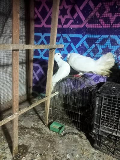 pigeon
