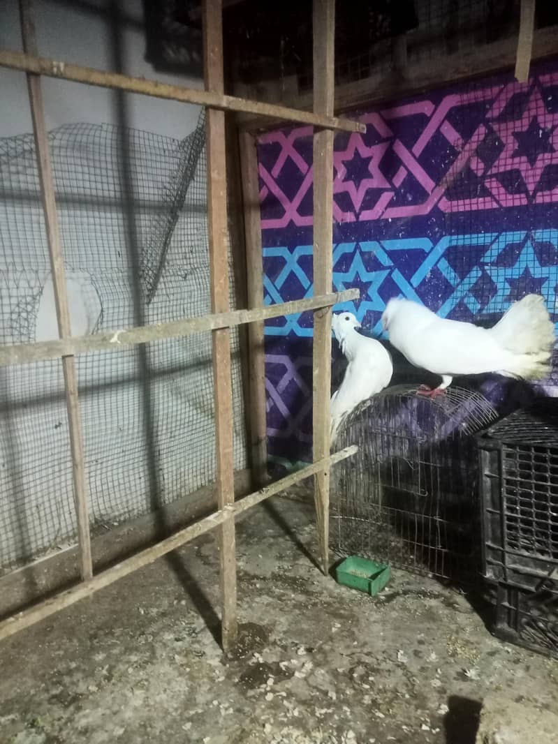 pigeon 2