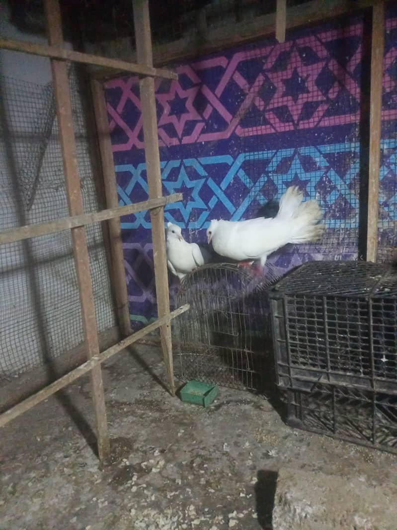 pigeon 3