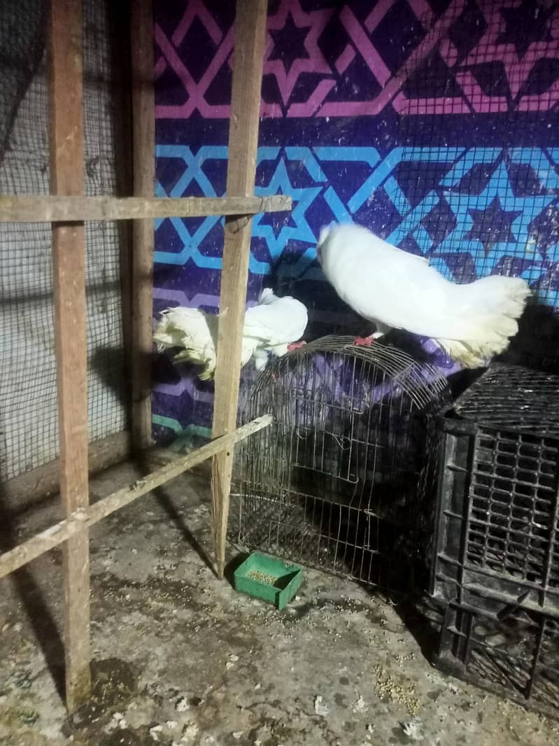 pigeon 4