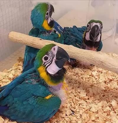 blue Macau parrot chicks for sale (03120454618)