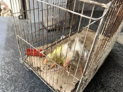 Golden Buff Chicks Pair | 1 Month Age | Male + Female | Rs. 1200