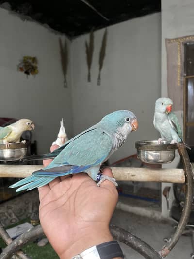 Hand tame birds monk parakeet | conure parrot