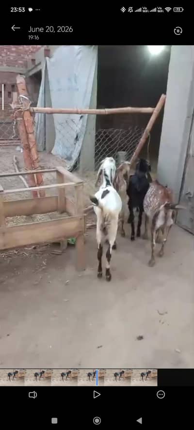 6 goats (2 female 4 male)