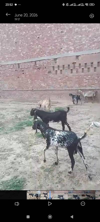 6 goats (2 female 4 male) bakray | bakra | bakri | makhi cheena