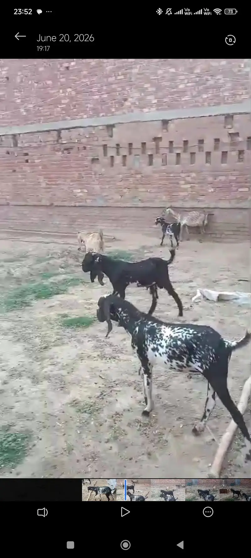 6 goats (2 female 4 male) — photo 3