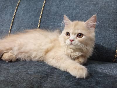 Persian kitten