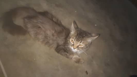parsionan  catt