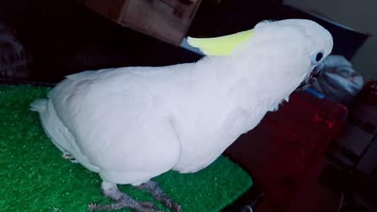 Triton cockatoo 4 manth or 2 manth chicks available