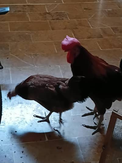 Pair of Hens with Cage