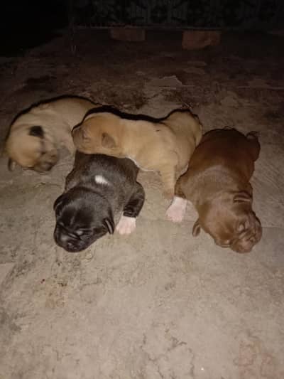 rottie and pupps