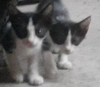 Kittens