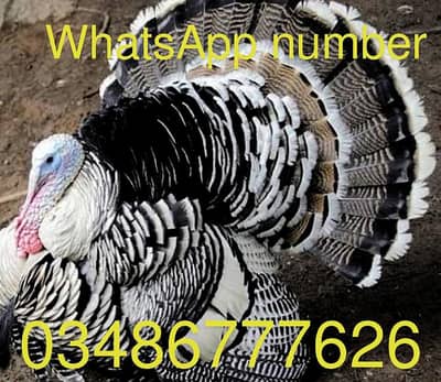 fancy braids Turkey silky English gain white Shamu aseel murge