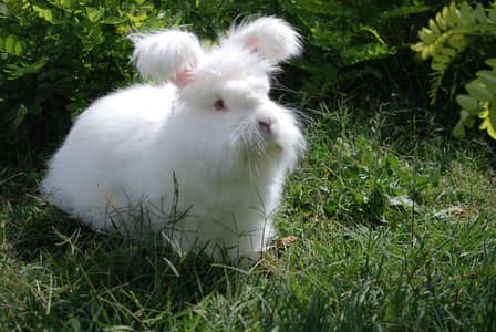 Angora Male + Female (4 piece) contact for more details