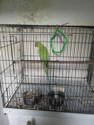 Raw Parrot for sale