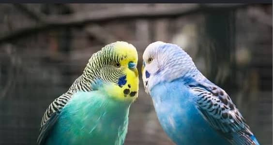 budgies breeder pair with eggs