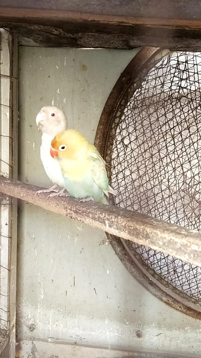 love bird breedar  2 pair — photo 2
