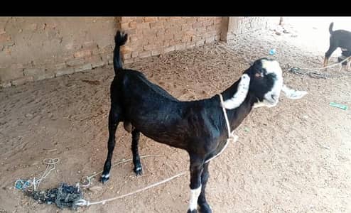 Nawabi bakra for sell in 38000