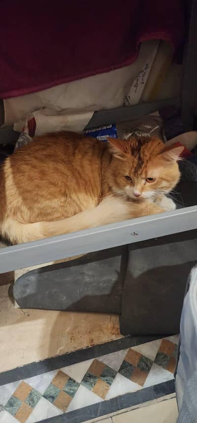 Good looking cat
