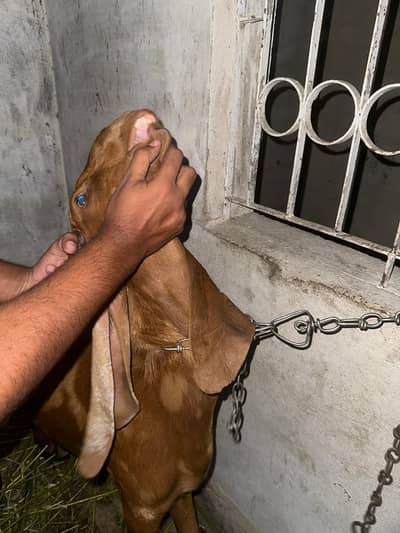 Kamori cross bacha hai achay hath paairo mn