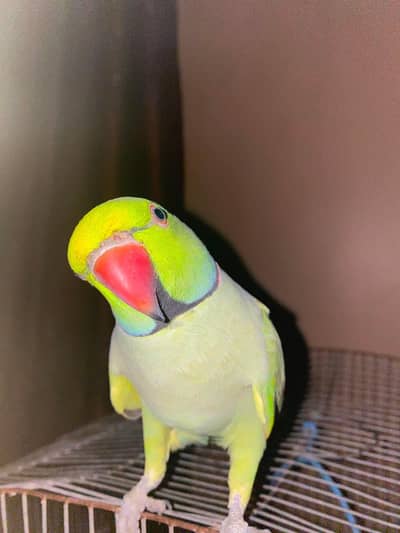 Talking Green Parrot for sale Hand tamed bh h