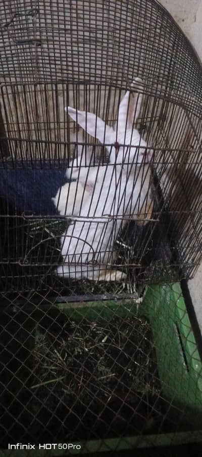 RABBITS