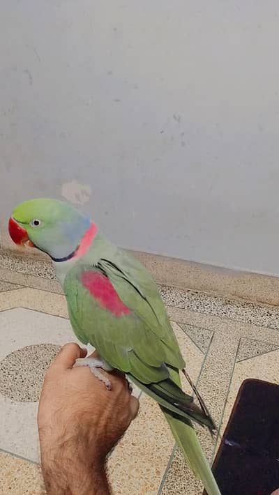 pure Jumbo kashmiri parrot