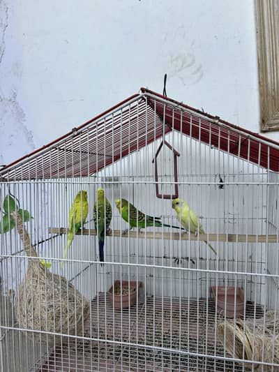 2 pair parrot with normal cage 