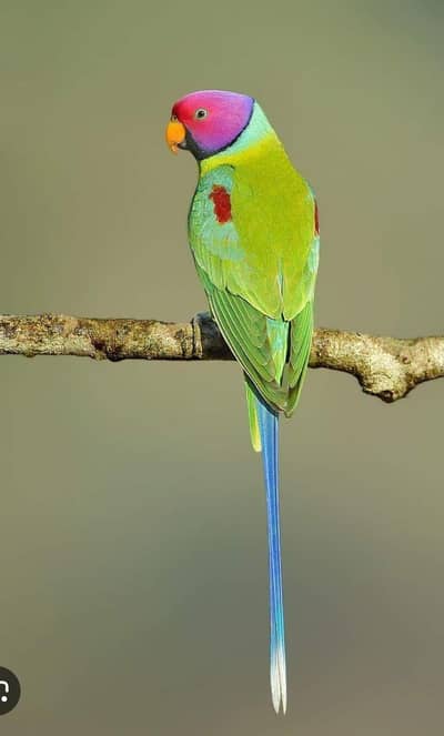 Plumb Head Self Chicks Adult Tame Pairs Available