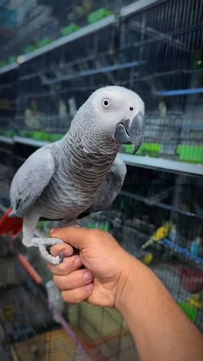beautiful African grey parrot female