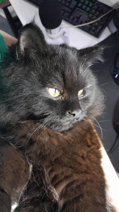 Persian Female Cat