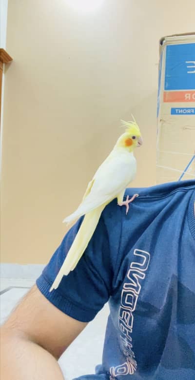 Breeder pair with eggs