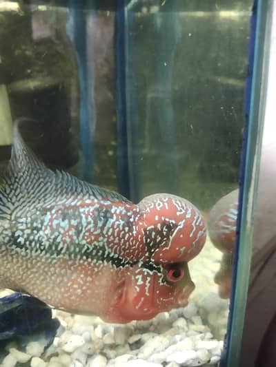 Fish available