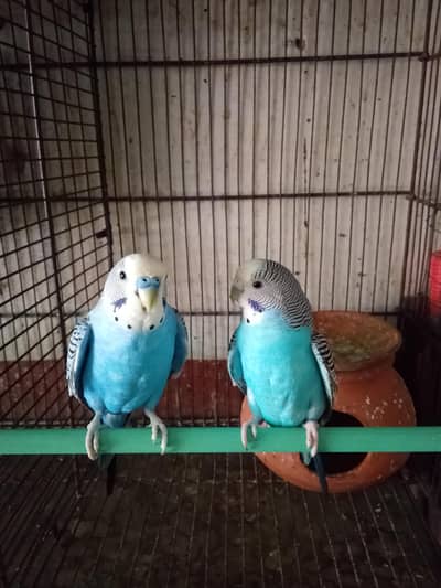 breeder pair for sale