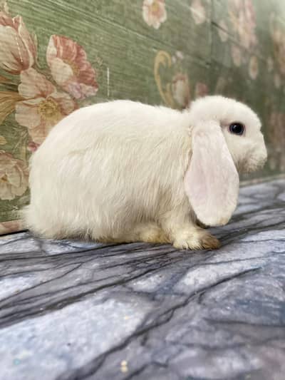 Holland lops ( full white blue eyes) pair