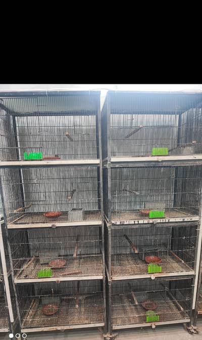Love bird Cage