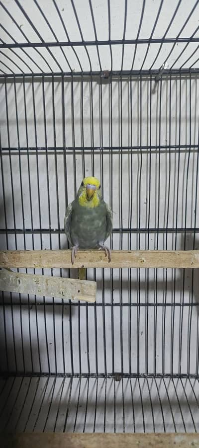 Australian parrot