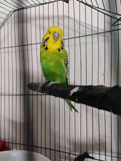 jumbo size bajri male