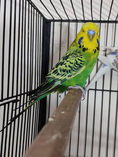 exhibition male for sale
