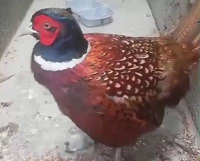 surkhan for sale