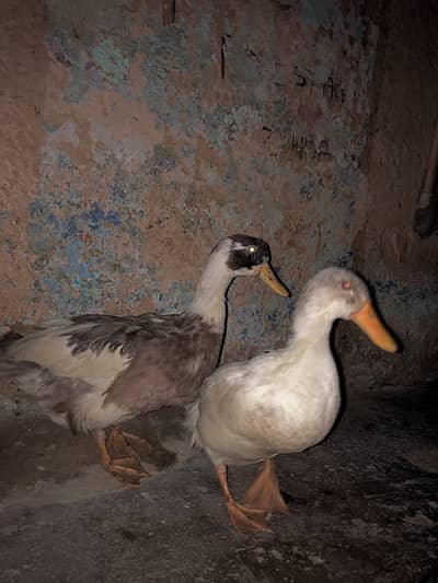 Ducks pairs ( male and female )