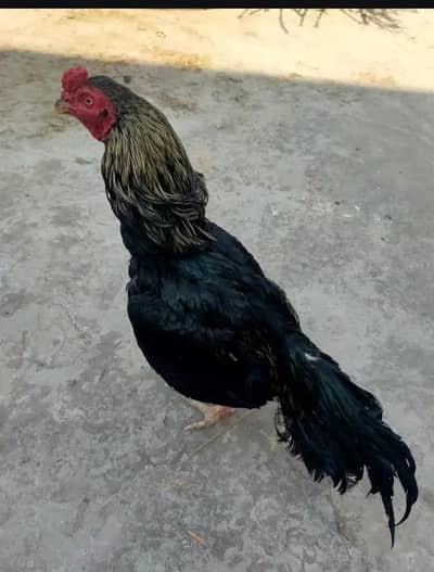 Aseel murgha for sale