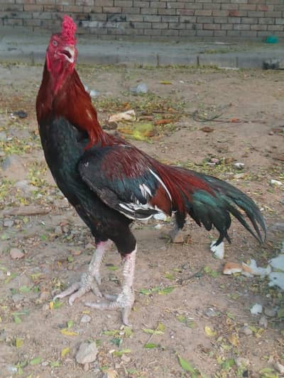 Aseel Lasani Male